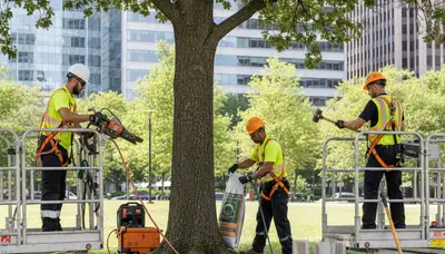 Root protection service in Troy, NY for healthy tree roots and soil care