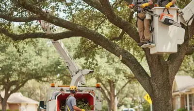 Tree pruning services in Troy, NY by Arbor Tree Care for safer, healthier trees