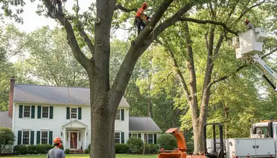 Tree service crew in Troy, NY providing professional tree removal and trimming services